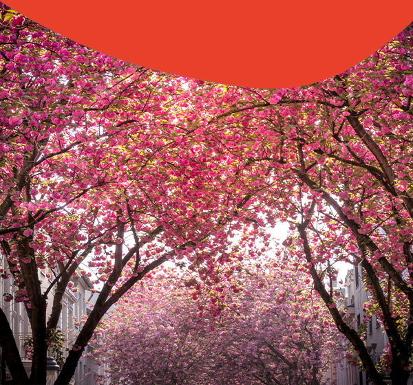 Kirschblüte
