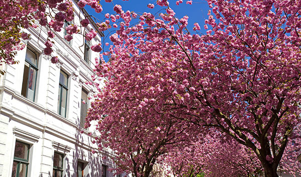 Kirschblüten über den Straßen von Bonn