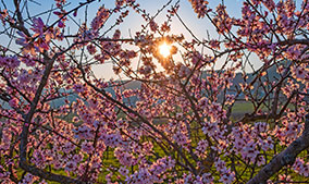 Blüten 