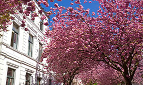 Kirschblüte