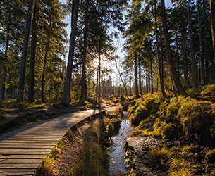 Harz Wald